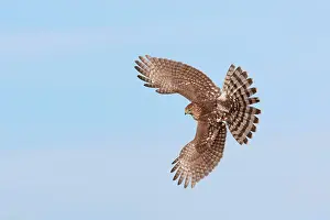 Cooper: Cooper's Hawk - immature in flight - during fall