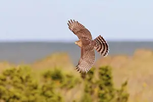Cooper: Cooper's Hawk - immature in flight - during fall
