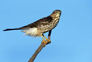 Cooper: Cooper's Hawk - Junvenile on branch