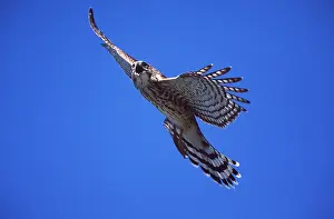 Coopers: COOPER'S HAWK - Juvenile in flight