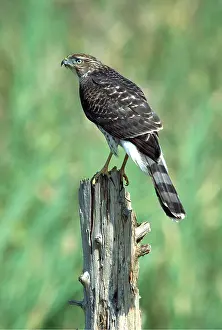 Posts: COOPER'S HAWK - on post