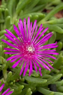 Succulent: Cooper's ice plant (Delosperma cooperi)