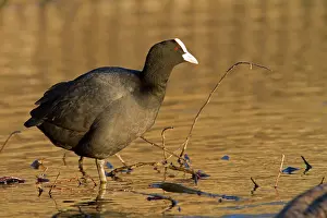 Coots: Coot - adult bird resting on one leg at the side of a lake