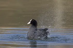 Coots: Coot - bathing bird - Germany