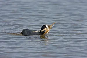 Coots: Coot - Carrying nest material