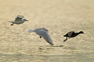 Chased: Coot being chased by Black-headed Gull (Larus ridibundus)