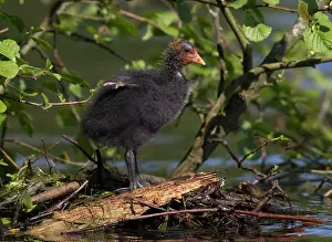 Coots: Coot chick standing next to nest site