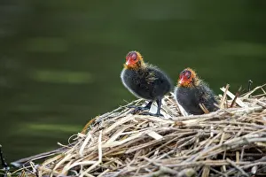 290421: Coot Chicks - on Nest - UK