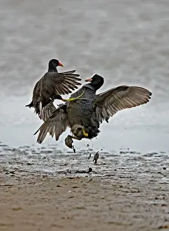Coots: Coot - Coot and Moorhen (gallinula chloropus) - fighting
