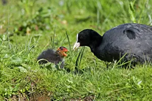 Coots: Coot - Feeding chick