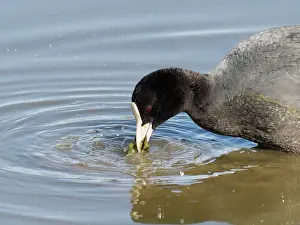 Atra: Coot - feeding Fulica atra Essex, UK BI032874