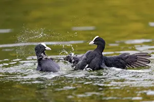 Splash: Coot - Fighting - UK