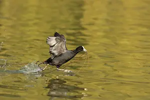 Coots: Coot in flight taking off with nesting material