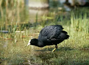 Ursula Curth: COOT