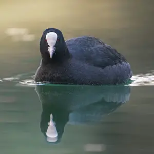 Atra: Coot (Fulica atra) with reflection, Pordenone, Italy
