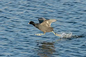 Attacking: Coot, Fulica atra, running on lake surface to at