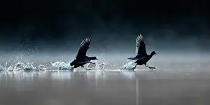 Plans: Coot (Fulica atra) running on water to mark territory