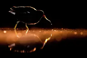 Nights: Coot (Gallinula chloropus) in the lake at night. Slovakia