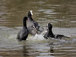 Atra: Coot-group of them fighting for territory, Germany