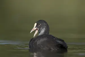 Coots: Coot - Immature - Cornwall - UK