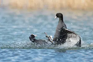 270321: Coot - two individuals fighting on water - Germany
