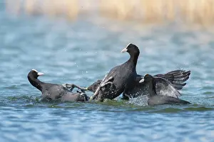 270321: Coot - two individuals fighting on water - Germany