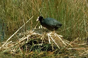 Coots: Coot - at nest
