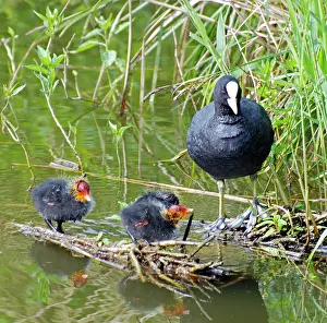 Coots: Coot - with newly hatched chicks