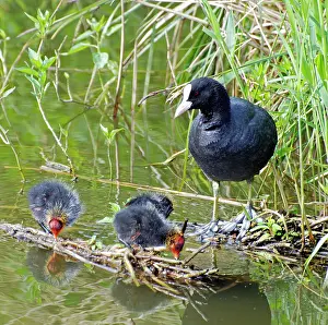 Coots: Coot - with newly hatched chicks
