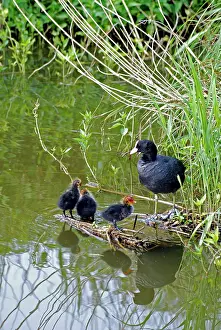 Coots: Coot - with newly hatched chicks