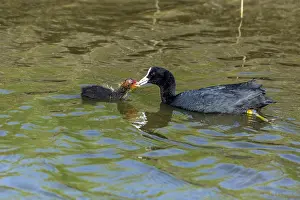 Coots: Coot - parent feeding chick on lake, Island of Texel