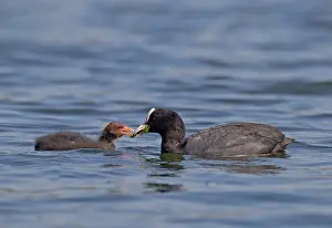 Coots: Coot parent feeding chick pond weed