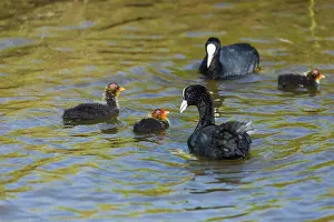 Coots: Coot - parents with chicks feeding on lake, Island