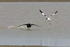 Avocets: Coot and Pied Avocet - Coot chasing Pied Avocet