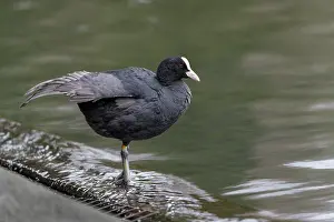 Stretched: Coot - Preening - UK