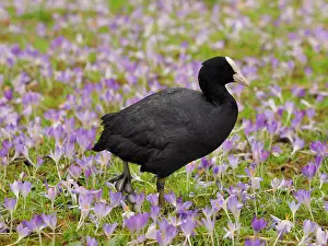 Coots: Coot-standing in spring crocus meadow, Germany