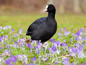 Atra: Coot-standing in spring crocus meadow, Germany