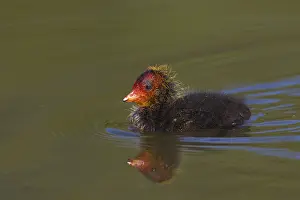 Coots: Coot - swimming chick - Germany