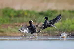 Rival: Coot - territorial fight between rival birds resident