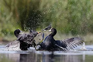 Rival: Coot - territorial fight between rival birds resident