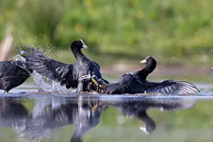 Rival: Coot - territorial fight between rival birds resident