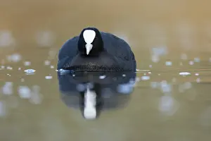 Coots: Coot - on Water - Cornwall - UK