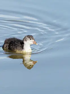 Atra: Coot - young bird swimming Fulica atra Essex, UK
