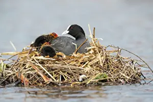 290421: Coot - with Young on Nest - UK