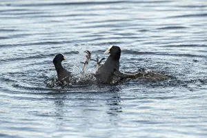 Coots: Coots - Fighting - Somerset - UK