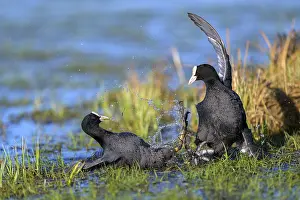 Rail: Two coots (Fulica atra) fighting on the water while tufts of grass stick out of the water