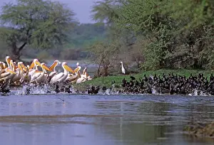 Runing: Coots runing past Rosy / White Pelicans (Pelecanus