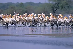 Habtiat: Coots running past White / Rosy Pelicans (Pelecanus