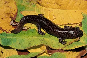 Caudata: Cope's Giant Salamander