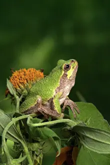 Versicolor: Cope's Gray Treefrog